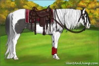 Horse Color:Black Splash Tobiano Appaloosa 