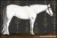 Horse Color:White Spotted Bay Splash  and White Spotted Bay Splash 