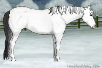 Horse Color:White Spotted Bay Ice