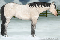 Horse Color:Bay Ice Dun