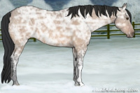 Horse Color:Brown Ice Dun
