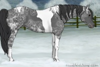 Horse Color:Black Ice Tobiano 