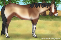 Horse Color:Bay Onyx 