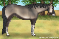 Horse Color:Blue Onyx
