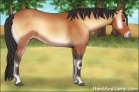 Horse Color:Bay Onyx 