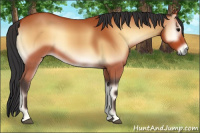 Horse Color:Bay Onyx 