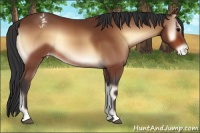 Horse Color:Bay Onyx Appaloosa