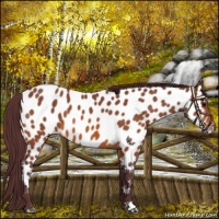 Horse Color:Chocolate Bay Near Leopard 