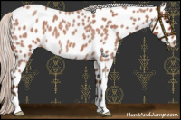 Horse Color:Silver Bay Roan Appaloosa 
