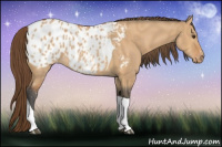 Horse Color:Bay Dun Tobiano Blanket