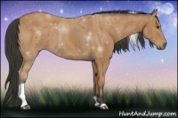 Horse Color:Bay Tobiano 