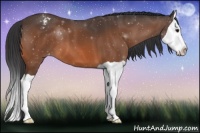 Horse Color:Bay Splash Varnish
