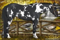 Horse Color:White Spotted Black