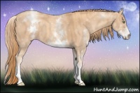 Horse Color:White Spotted Gold Champagne 