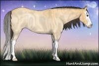 Horse Color:Buckskin Roan Splash 