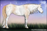 Horse Color:White Spotted Gold Champagne Splash 