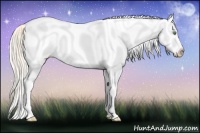 Horse Color:White Spotted Gold Cream Champagne Splash 