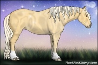 Horse Color:Palomino 