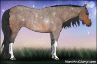 Horse Color:Bay Roan 