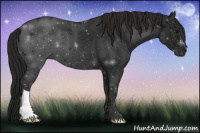Horse Color:Gray Smoky Blue Roan
