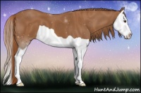 Horse Color:Chestnut Splash 