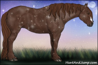 Horse Color:Gray Chestnut 