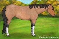 Horse Color:Unknown 