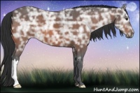 Horse Color:Bay Ice 