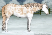 Horse Color:Red Dun Ice Splash