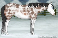 Horse Color:Bay Ice Splash 