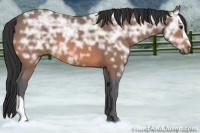 Horse Color:Bay Ice 