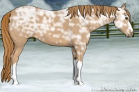 Horse Color:Chestnut Ice