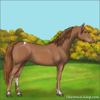 Horse Color:Chestnut Tobiano Rabicano