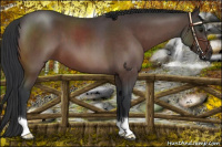 Horse Color:Brown Roan