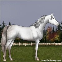 Horse Color:Gray Chestnut 