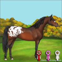 Horse Color:Bay Appaloosa