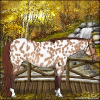 Horse Color:Chocolate Bay Dun Near Leopard 
