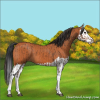 Horse Color:Bay  and Bay Splash 