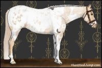 Horse Color:White Spotted Palomino Near Leopard 