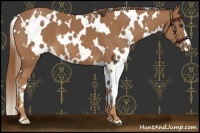 Horse Color:White Spotted Chestnut 