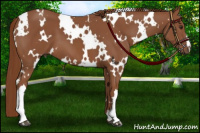 Horse Color:White Spotted Chestnut 