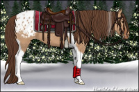 Horse Color:Bay Dun Tobiano Appaloosa 