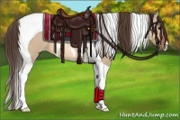 Horse Color:Bay Dun Tobiano Appaloosa 