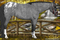 Horse Color:Blue Roan Appaloosa 