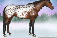 Horse Color:Bay Appaloosa 