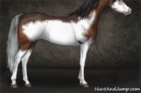 Horse Color:Bay Splash Frame 