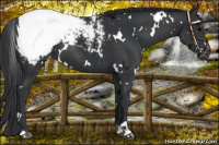 Horse Color:White Spotted Black Appaloosa 
