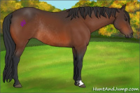 Horse Color:Brown Rabicano 