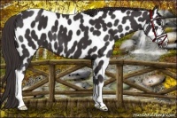 Horse Color:Smoky Black Appaloosa 