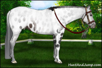 Horse Color:Brown Roan Near Leopard 